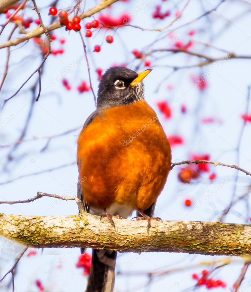 Red Breasted American Robin with Red Berries