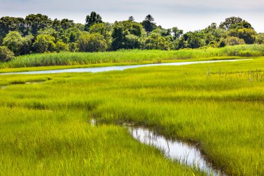 padnaram yeşil tuz su marsh dartmouth massachusetts