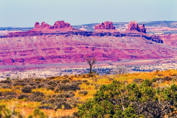 Árvore morta terras de grama amarela Moab falha Arcos Parque Nacional Moa — Fotografia de Stock