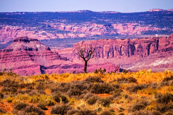 Árvore morta terras de grama amarela Moab falha Arcos Parque Nacional Moa — Fotografia de Stock