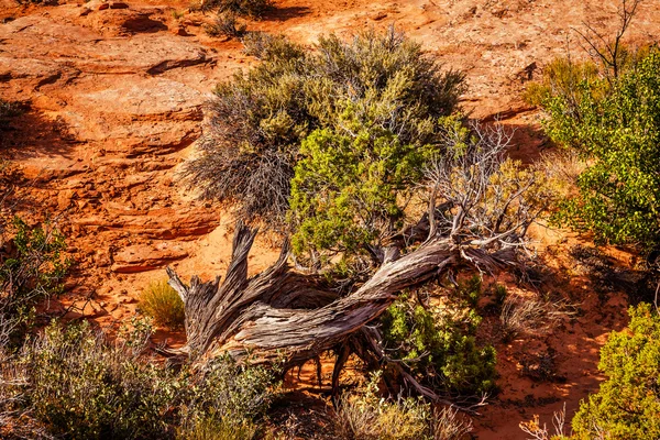 Árbol de enebro Jardín de piedra arenisca del Edén Arcos Parque Nacional Moab — Foto de Stock