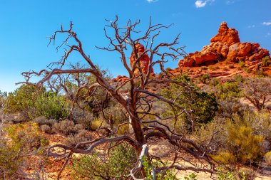ardıç ağacı kumtaşı hoodoos windows bölümü arches Ulusal p