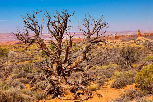 Juniper Tree Sandstone Hoodoos Windows Section Arches National P — Stock Photo, Image