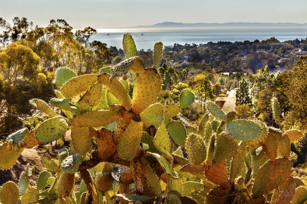 Grønn pære Kaktus Morgenhav Landskap Channe – stockfoto