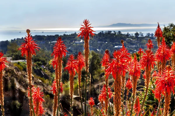 Naranja Aloe Cactus Mañana Océano Pacífico Paisaje Canal Islán — Foto de Stock