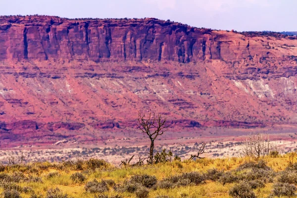 Toter Baum gelbes Gras landet Moab Verwerfung Bögen Nationalpark moa — Stockfoto