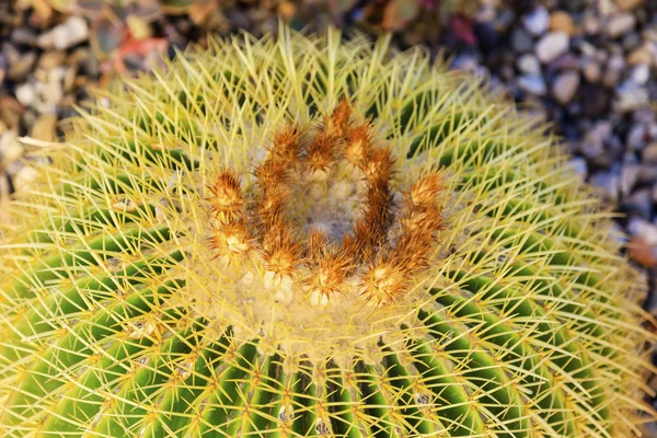 Barrel cactus pustyni Kalifornii — Zdjęcie stockowe