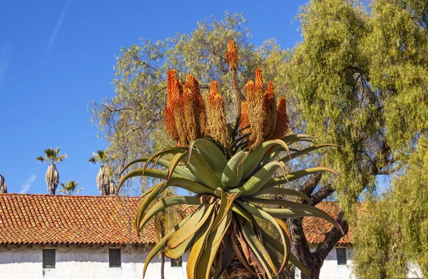 Árvore gigante Aloe Barberae White Adobe Missão Santa Barbara Calif — Fotografia de Stock