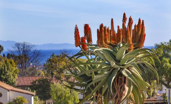 Árvore gigante Aloe Barberae Pacific Ocean Mission Santa Barbara Cal — Fotografia de Stock