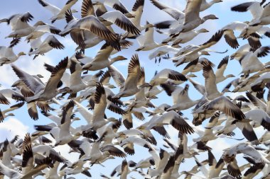 Lift Off Hunderds of Snow Geese Taking Off Flying clipart
