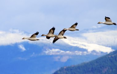 Snow Geese Flying Mountains Skagit Valley Washington clipart