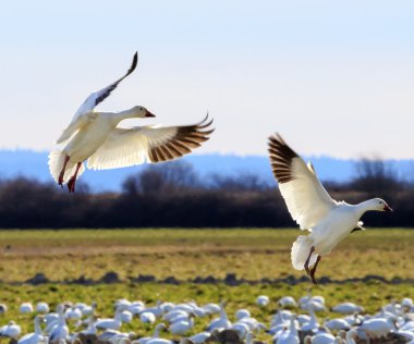 Snow Geese Wings Extended Landing clipart