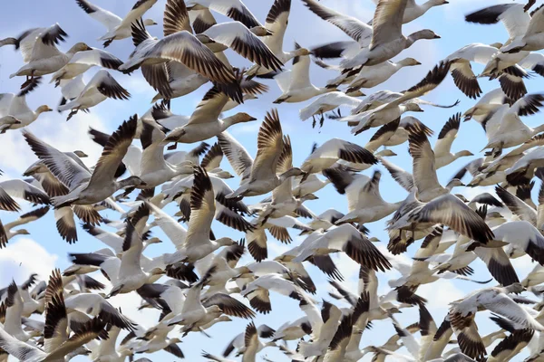 Hunderte Schneegänse heben im Flug ab — Stockfoto