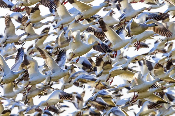 Levante Hunderds de gansos de nieve despegando volando —  Fotos de Stock