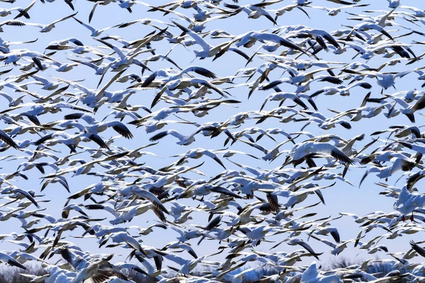 Levante Hunderds de gansos de nieve despegando volando — Foto de Stock