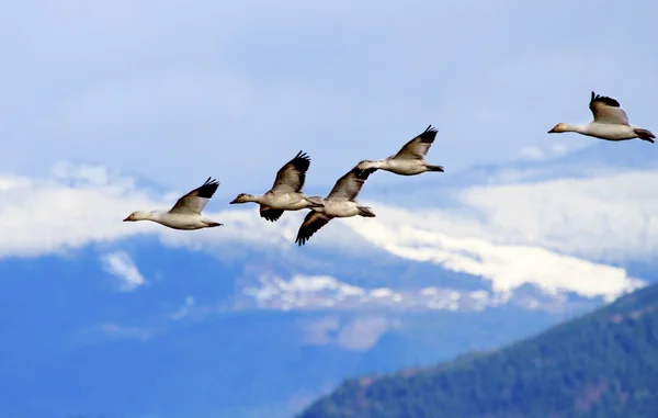 Schneegänse fliegen Berge Skagit Valley Washington — Stockfoto