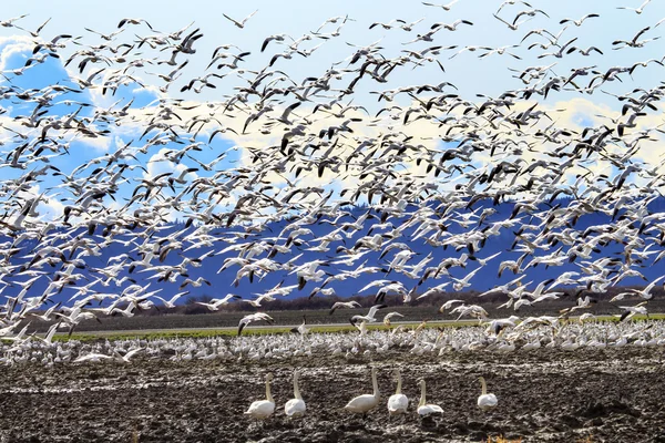 Hunderte Schneegänse heben fliegende Trompetenschwäne ab — Stockfoto