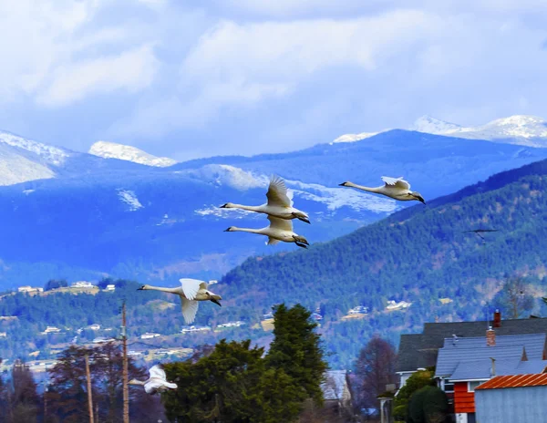 Trumpeter Swans Cygnus buccinator Flying Snow Mountains Skagit V — Stock Photo, Image