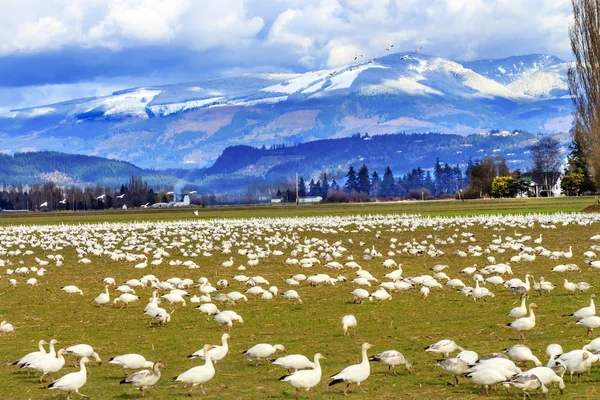 Sneeuw ganzen bergen skagit valley washington — Stockfoto