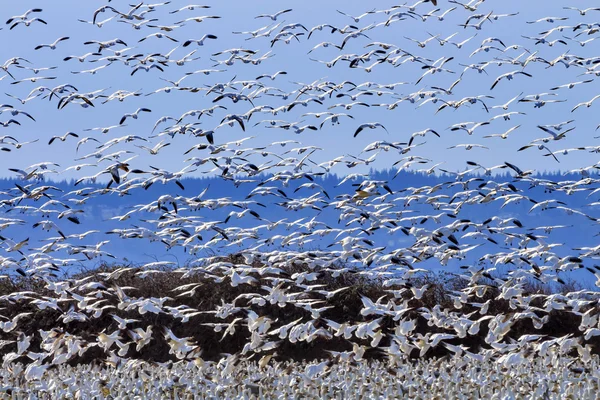 Lift Off Hunderds of Snow Geese Taking Off Flying — Stock Photo, Image