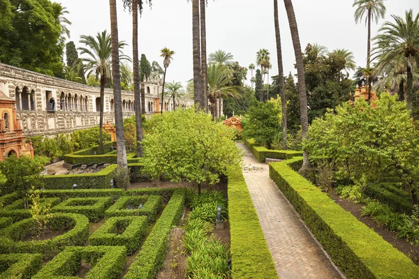 Palms Walls Garden Alcazar Royal Palace Seville Spain — Stock Photo, Image
