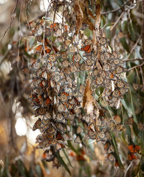 Monarch Butterflies Migration Eilwood Mesa  Grove Goleta Califor