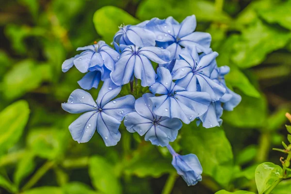 Blå Cape Leadwort Plumbago Blommor Gröna Blad Moorea Tahiti Franska — Stockfoto