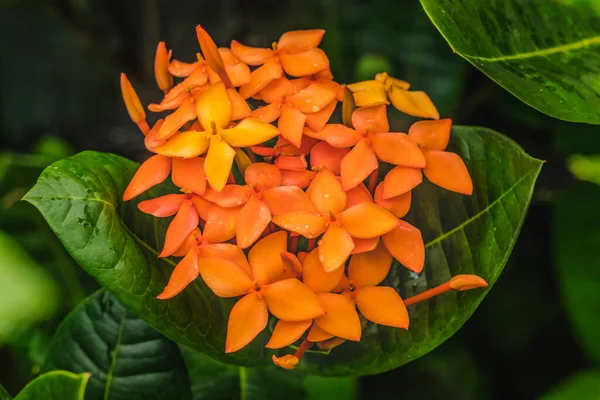 Зеленый Апельсин Geranium Green Leaves Moorea Французской Полинезии Известный Пламя — стоковое фото
