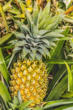 Ananas yetiştirme tarlası yeşili Moorea Tahiti Fransız Polinezyası 'nı terk ediyor. Ananas konservesi. Moorea 'daki ananaslar Hawaii ananaslarından daha küçük ama daha tatlı..