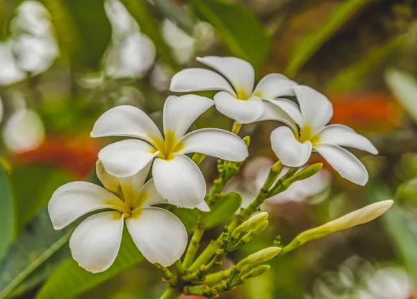 White Yellow Frangipani Plumeria Green Leaves Moorea Files French Polynesia — стоковое фото