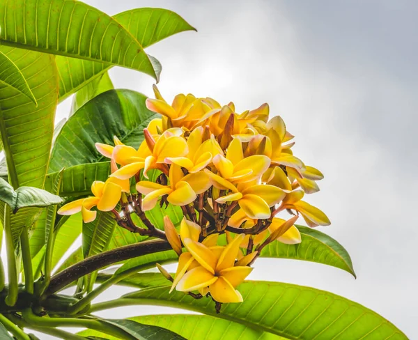 Желтый Frangipani Plumeria Green Leaves Moorea Files Французской Полинезии Плюмерия — стоковое фото