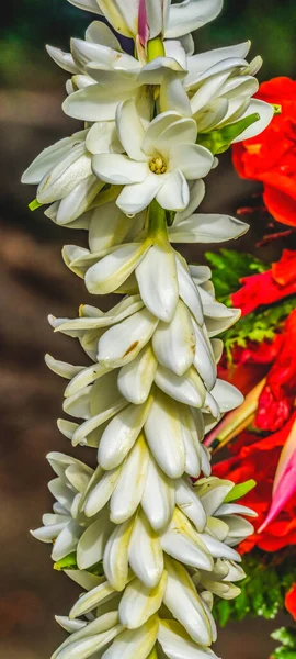 Тропические Белые Flowe Lei Ручной Работы Рождественское Украшение Муреа Таити — стоковое фото