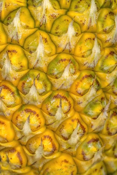 Ananas Close Growing Field Moorea Tahiti Polinesia Francese Ananas Comosus — Foto Stock