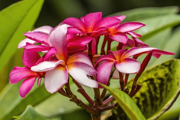 Ροζ Κίτρινο Frangipani Plumeria Green Leaves Moorea Ταϊτή Γαλλική Πολυνησία — Φωτογραφία Αρχείου