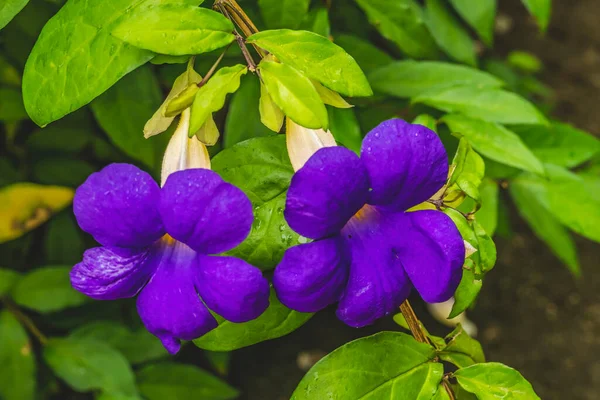 Purple Flowers Bush Clockvine Potato Vine Green Leaves Moorea Tahiti — стокове фото