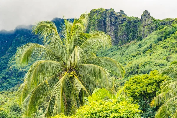 Кокосовая Пальма Грин Маунтин Муреа Французская Полинезия — стоковое фото