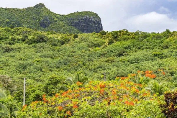 Rode Vlam Boom Groene Berg Moorea Tahiti Frans Polynesië — Stockfoto
