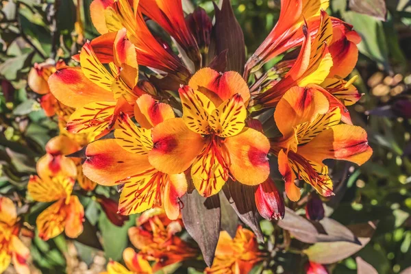 Oranžová Žlutá Peruánská Lillies Alstroemeria Kvetoucí Makro Společné Pro Čínu — Stock fotografie