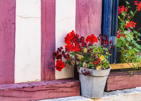 Colorat Roșu Geranium Flori Fereastra Orașul Vechi Street Honfluer Franța — Fotografie, imagine de stoc