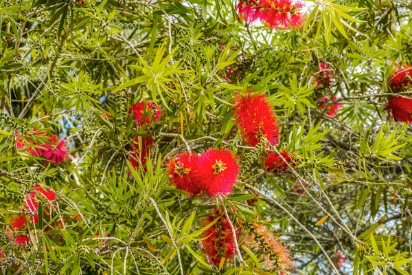 Cepillo Botella Roja Arbusto Del Árbol Callistemon Augustine Florida Originaria —  Fotos de Stock