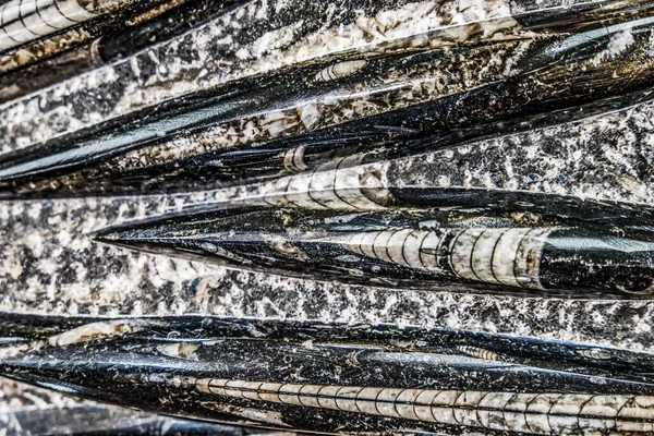 Black White Ancient Orthoceras Fossil Rock 600 Miljoen Jaar Oud — Stockfoto