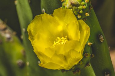 Sarı Çiçek Ovası Dikenli Armut Kaktüsü Açan Makro Opuntia Polyacantha Çöl Botanik Bahçesi Phoenix Arizona