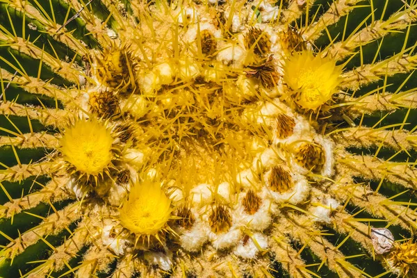 Κίτρινα Άνθη Golden Barrel Cactus Blooming Macro Echinocactus Grunsonii Έρημος — Φωτογραφία Αρχείου