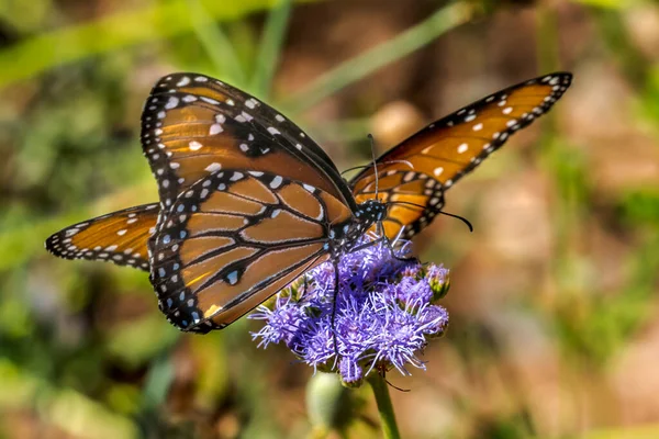 Orange Brown Wings Queen Butterflies Danaus Gillipus Blue Billygoat Weed — Stock Photo, Image