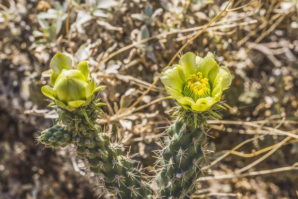 Flores Amarillas Cactus Cholla California Amarillo Floreciendo Macro Cylinder Dropuntia —  Fotos de Stock