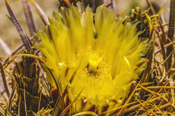 Amarelo Flor Bússola Barril Cacto Floração Macro Ferocactus Cylindraceus Deserto — Fotografia de Stock