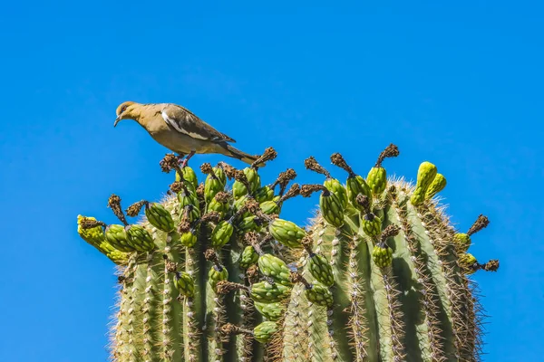喪鳩Sajuaroサボテン砂漠植物園フェニックスアリゾナ開花 カーネギー ギガンティー 世界最大のサボテン — ストック写真