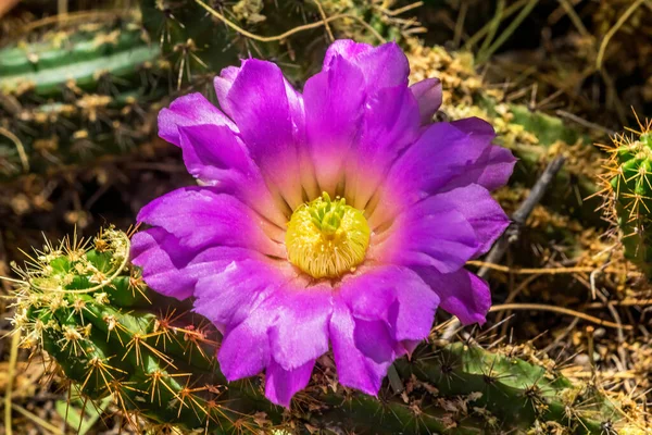 Vibrerande Rosa Blomma Echinocereus Viereckii Kaktus Blommande Makroöken Botaniska Trädgården — Stockfoto