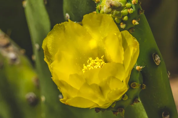 Żółty Kwiat Równiny Kwitnące Kaktusy Gruszki Makro Opuntia Polyacantha Desert — Zdjęcie stockowe