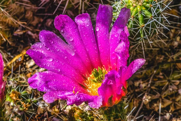 Flor Rosa Vibrante Echinocereus Engelmannii Hedgehog Cactus Blooming Macro Desert —  Fotos de Stock